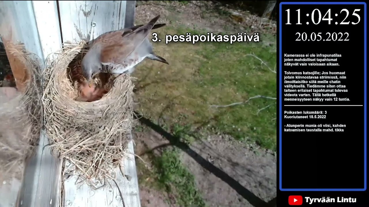 Räkättirastas (Turdus pilaris) pesintä