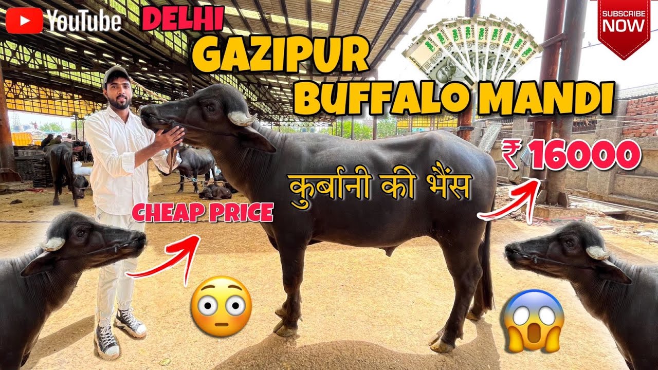 (Delhi) Cheap Price | Gazipur Buffalo Mandi | 2023 | गाजीपुर भैंस मंडी | 2023 Latest Update .