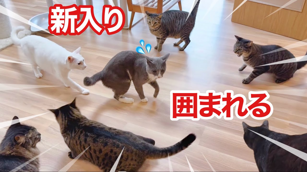 先住猫に囲まれた 新入り元野良猫【保護猫 多頭飼育】