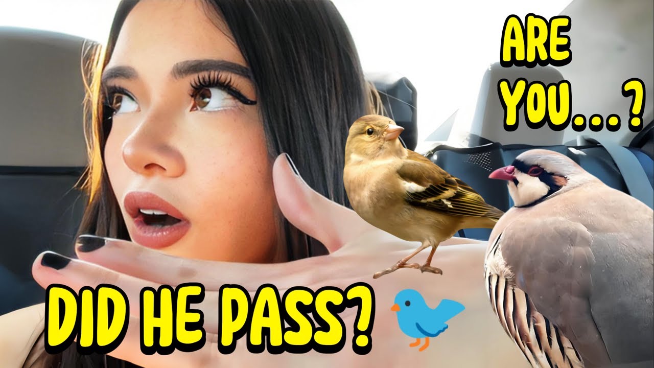 История о тестировании птицы Кэтчи на канале Nick 🐦 | Чтение сказок с Кэтчи
