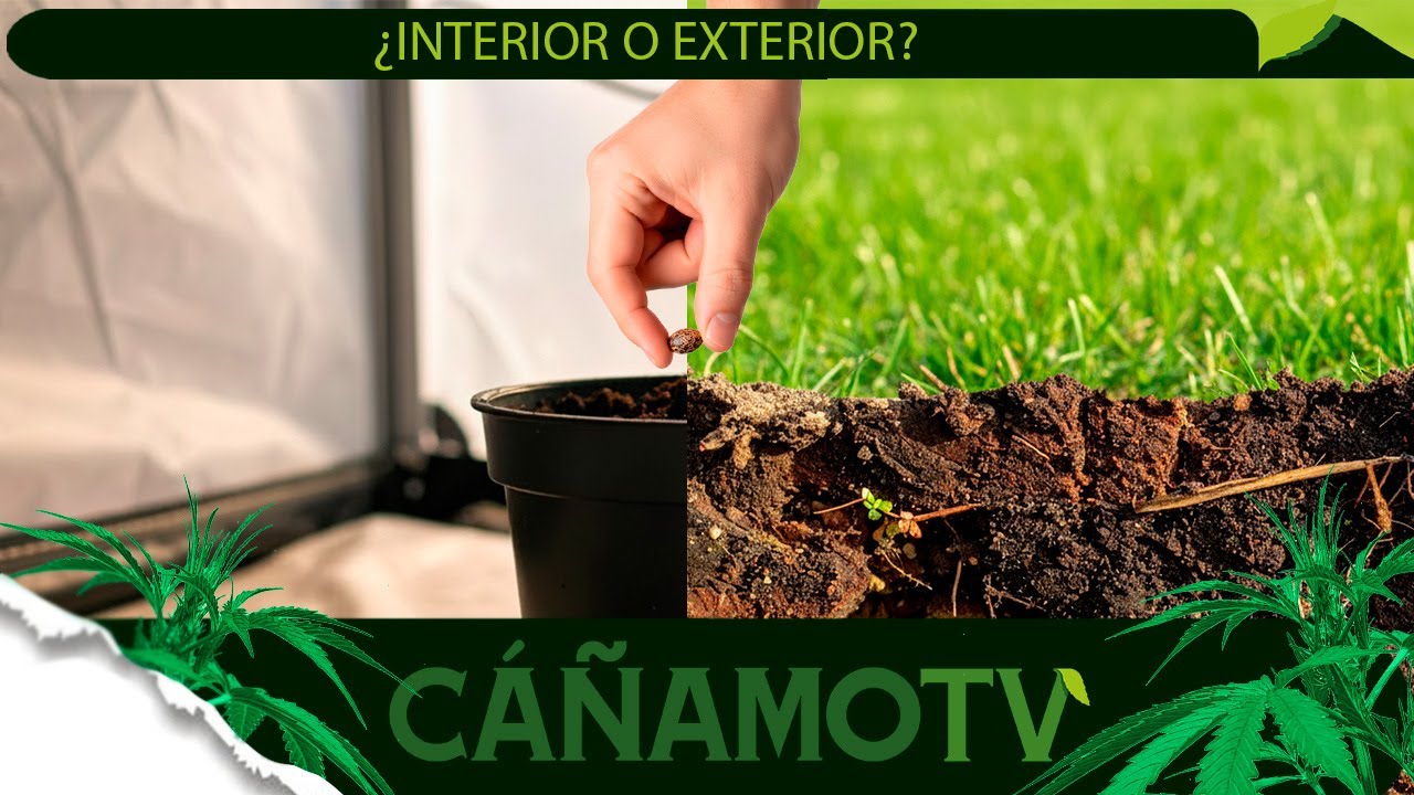 &iquest;CULTIVO INTERIOR O EXTERIOR? 🤔 &iquest;QU&Eacute; SEMILLA ELIJO?  💡 Mars Hydro