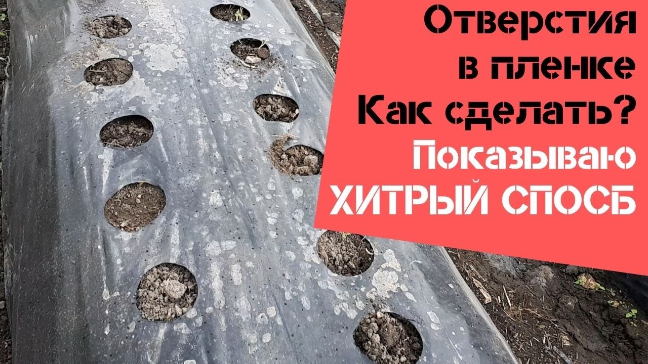Как сделать отверстия в мульчирующей пленке? Показываю хитрый способ / Огород дяди Вовы