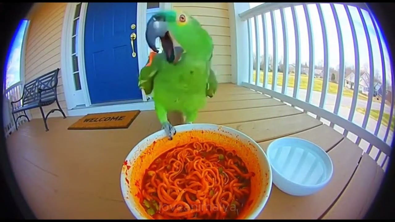 Animals Try Spicy Food for the First Time, Real Reactions