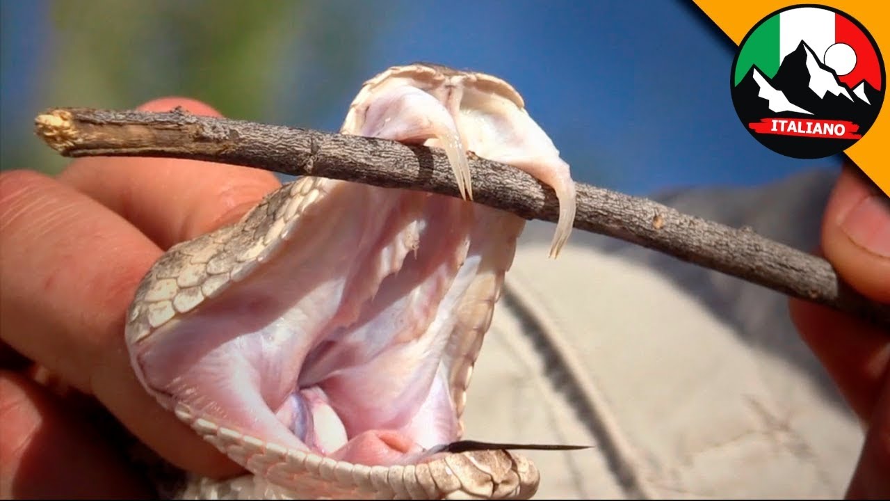 Coyote incontra il serpente a sonagli con doppie zanne! | Brave Wilderness Italiano