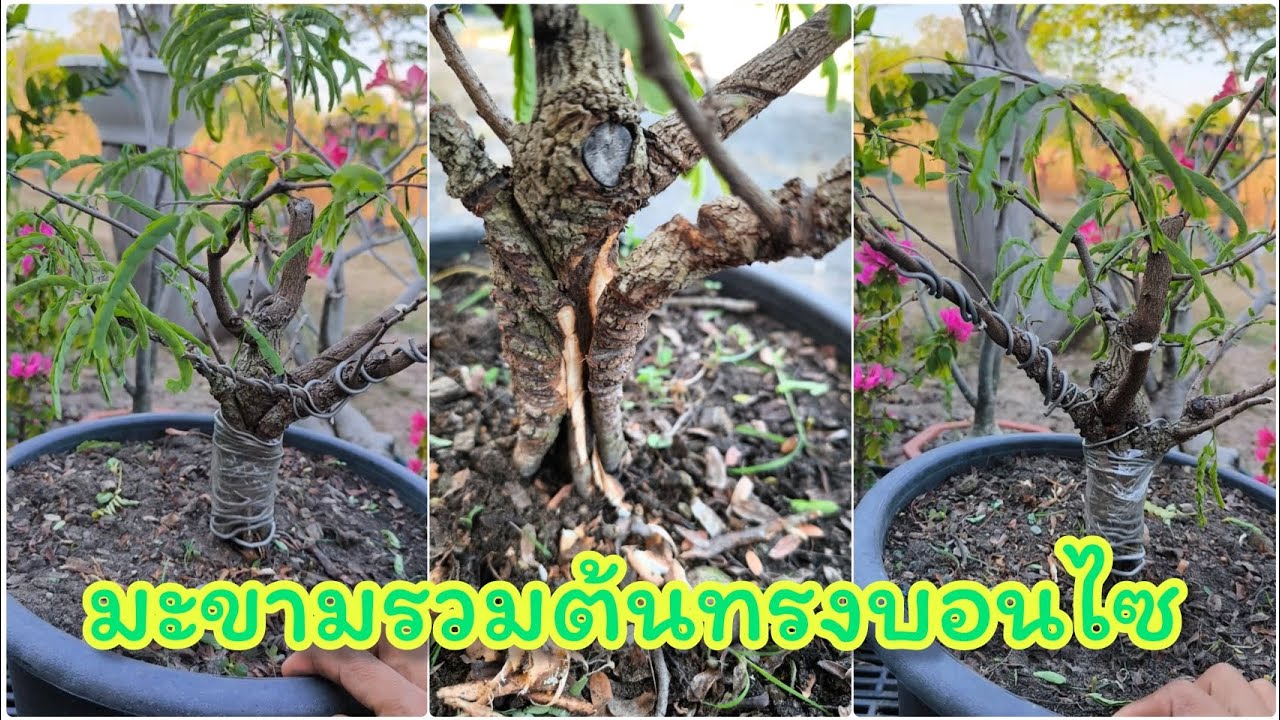 มะขามรวมต้น #มะขามดัด #มะขามบอนไซ #งานอดิเรก 