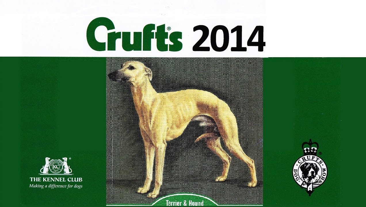 Crufts 2014 Cairn Terrier