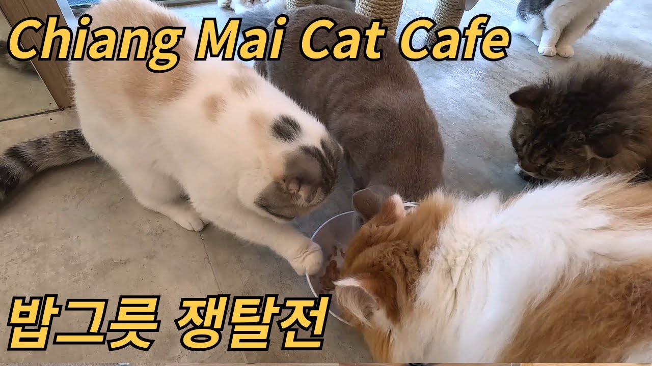 치앙마이 고양이 카페 ㅣ Chiang Mai Cat Cafe ㅣチェンマイ猫カフェ