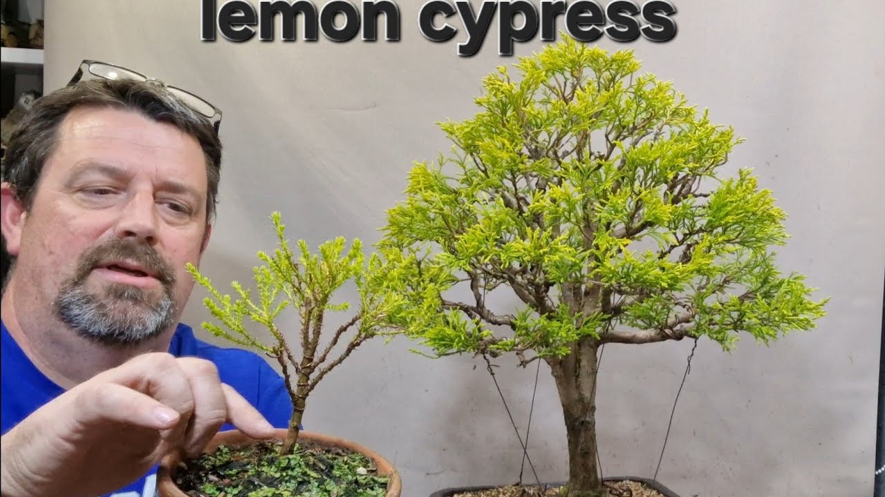How to style a lemon cypress to create a great bonsai tree.