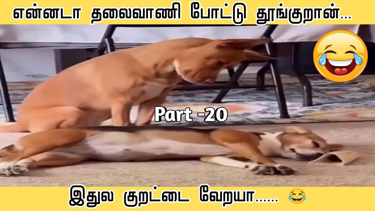 இப்படி எல்லாம் கூட தூங்க முடியுமாடா.... 😂#@MasterofHumorMH #animalvoiceover #animaldup 