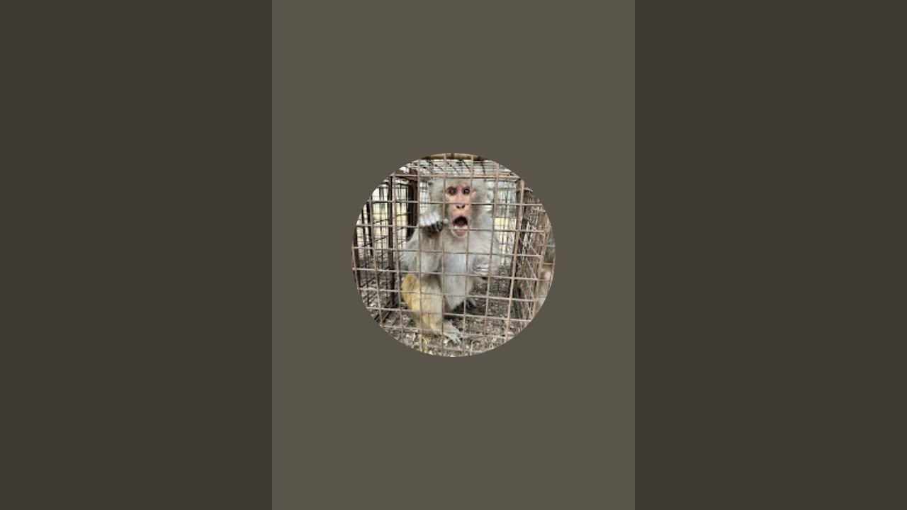 Monkey catching official is live!
