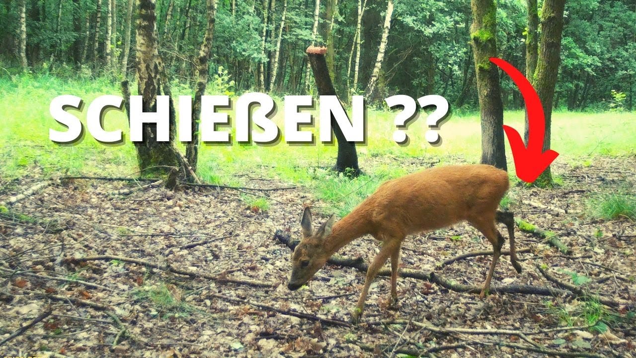Kranke Ricke im Juli erlegen? &ndash;Jagd mit Technik &ndash; jagenNRW story #17