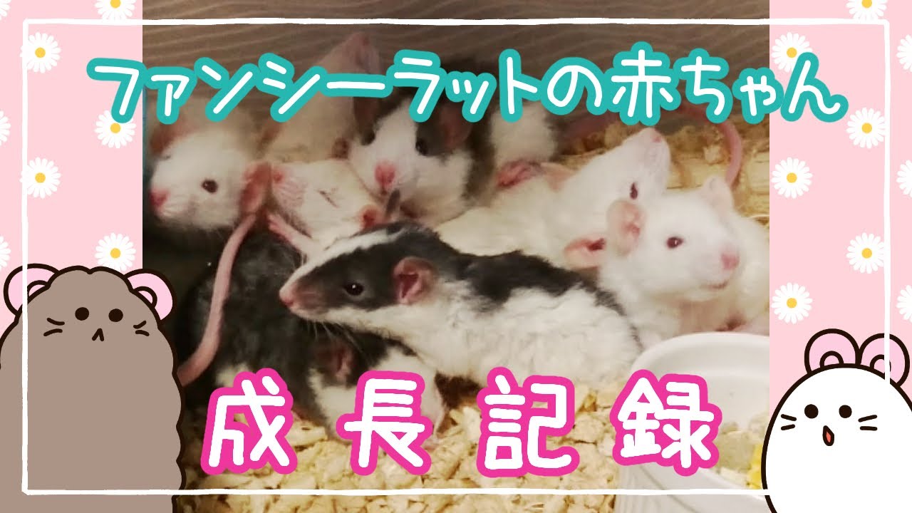11匹のファンシーラットの赤ちゃんたちの成長記録　A movie recording the growth of fancy rat babies.