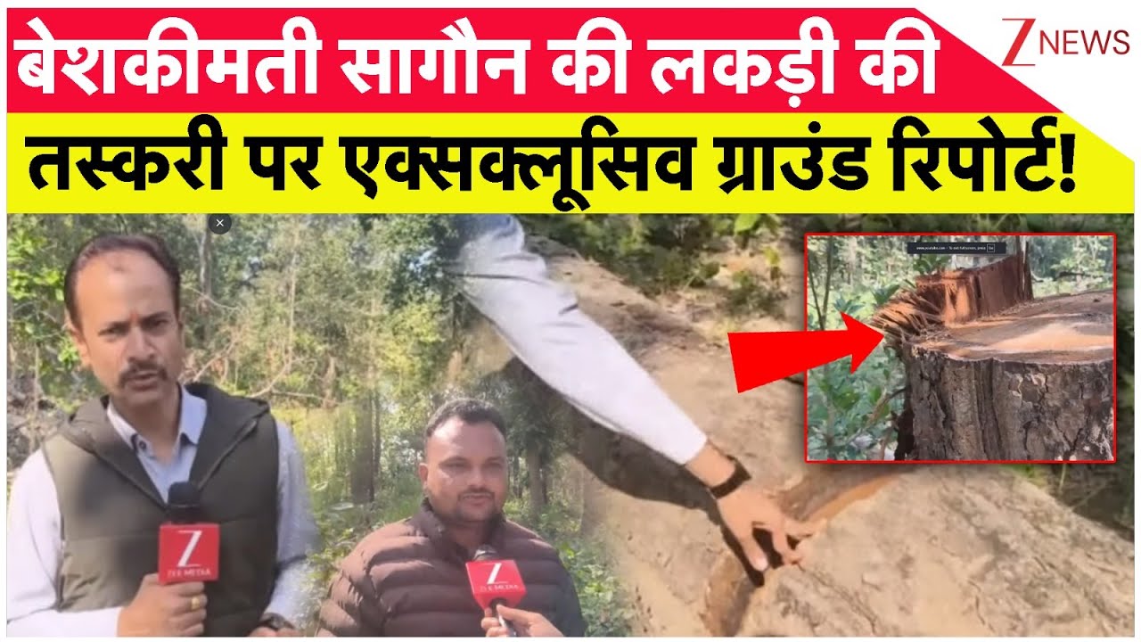 Teak Wood Smuggling Ground Report: बेशकीमती सागौन की लकड़ी की तस्करी पर एक्सक्लूसिव ग्राउंड रिपोर्ट