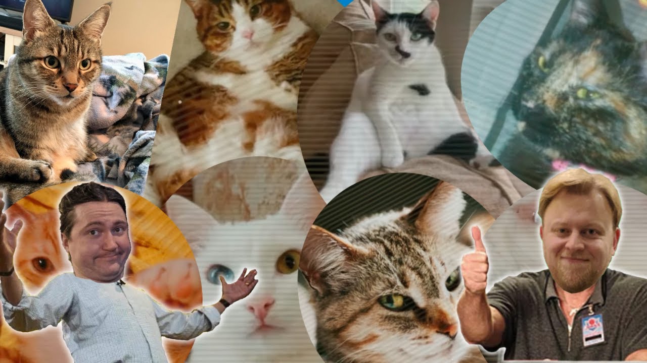 YMS and Scoot look at cats for 8 minutes