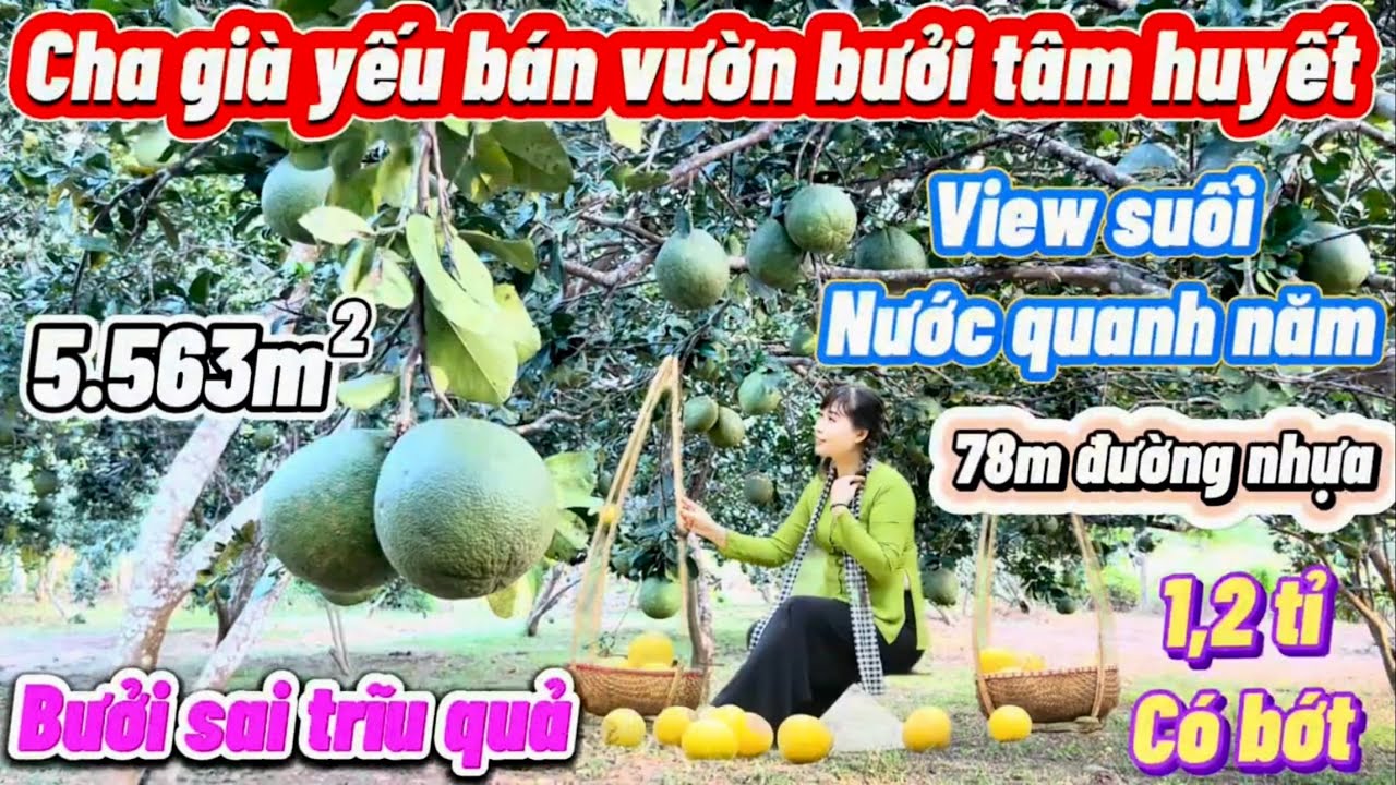 Vườn bưởi da xanh sai trĩu. View suối, 78m mt nhựa. S: 5.563 m². Điện nước đầy đủ. 1,2 tỉ hết đất