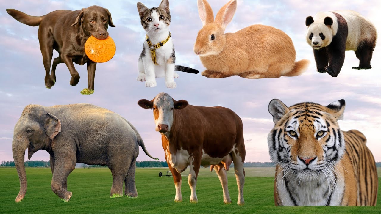 Calm Farm & Wild Animal Sounds | Nature Audio for Relaxation