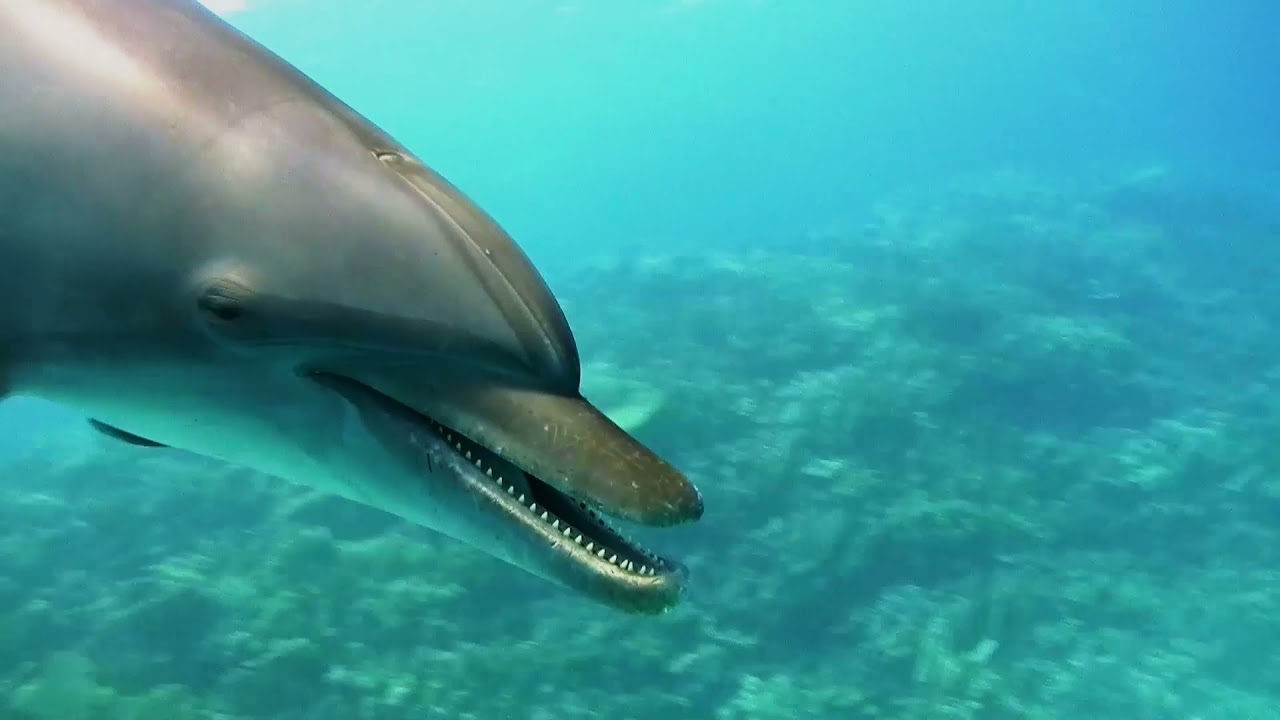 Bottlenose Dolphins Use Sponges to Protect Their Noses
