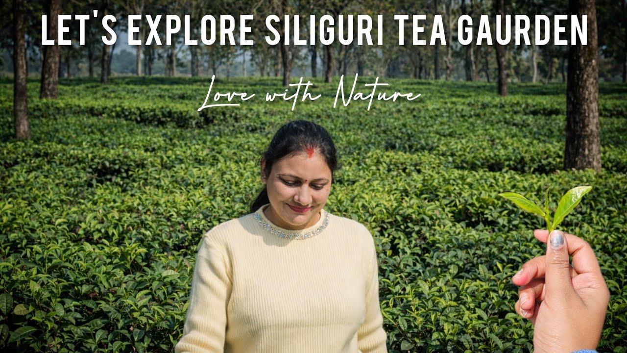  🌺Let’s explore the beautiful TEA☕️ gardens of Siliguri🌿🍵 || #bulbulbunny #teagarden 
