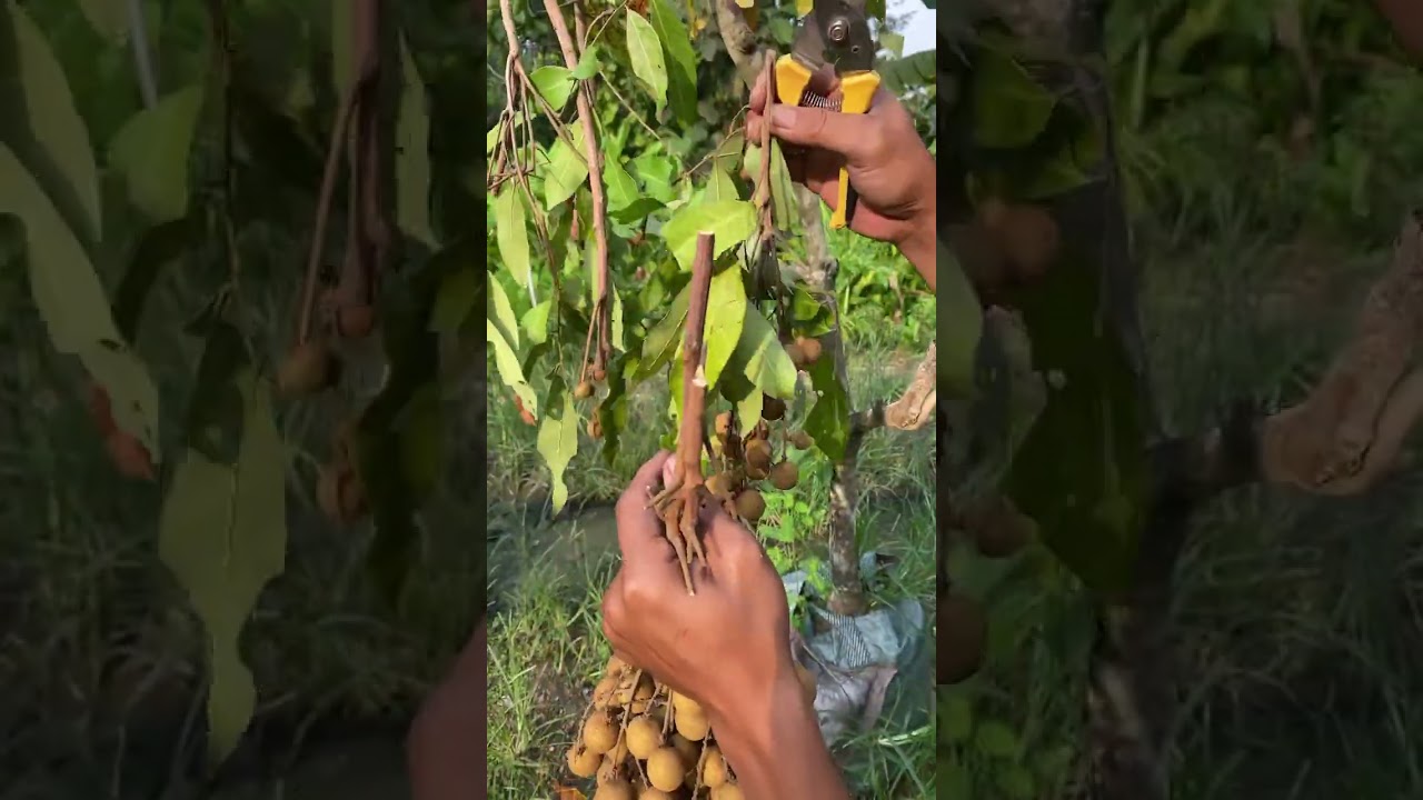 Harvest Longan Fruit #longanfruit