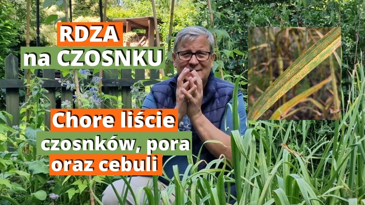 Rdza na czosnku. Choroba czosnku, pora i cebuli. Jak rozwija się, jak zapobiegać i jak walczyć rdzą.