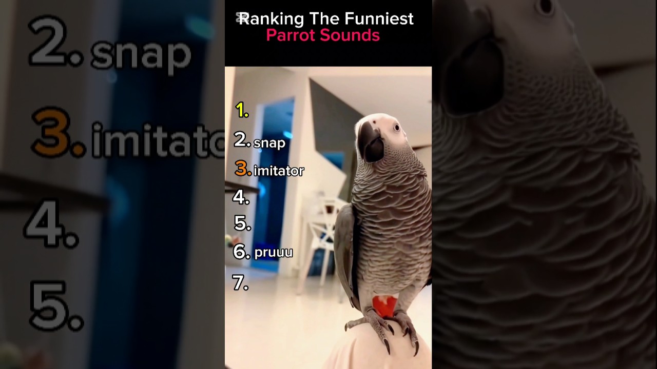 Funniest Parrot Moments