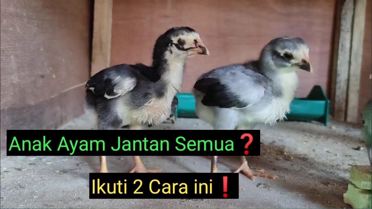 Agar Anak Ayam Jantan Semua.. Ikuti 2 Rumus Ini❗