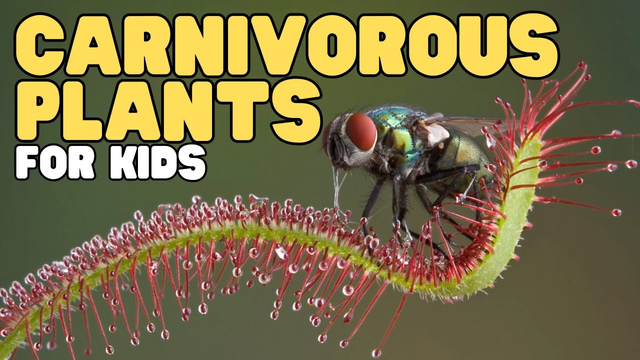 Carnivorous Plants for Kids | Learn about sundews, Venus flytraps, and more