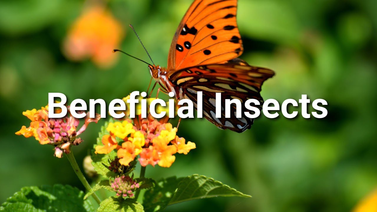 The Power of Beneficial Insects in Agriculture