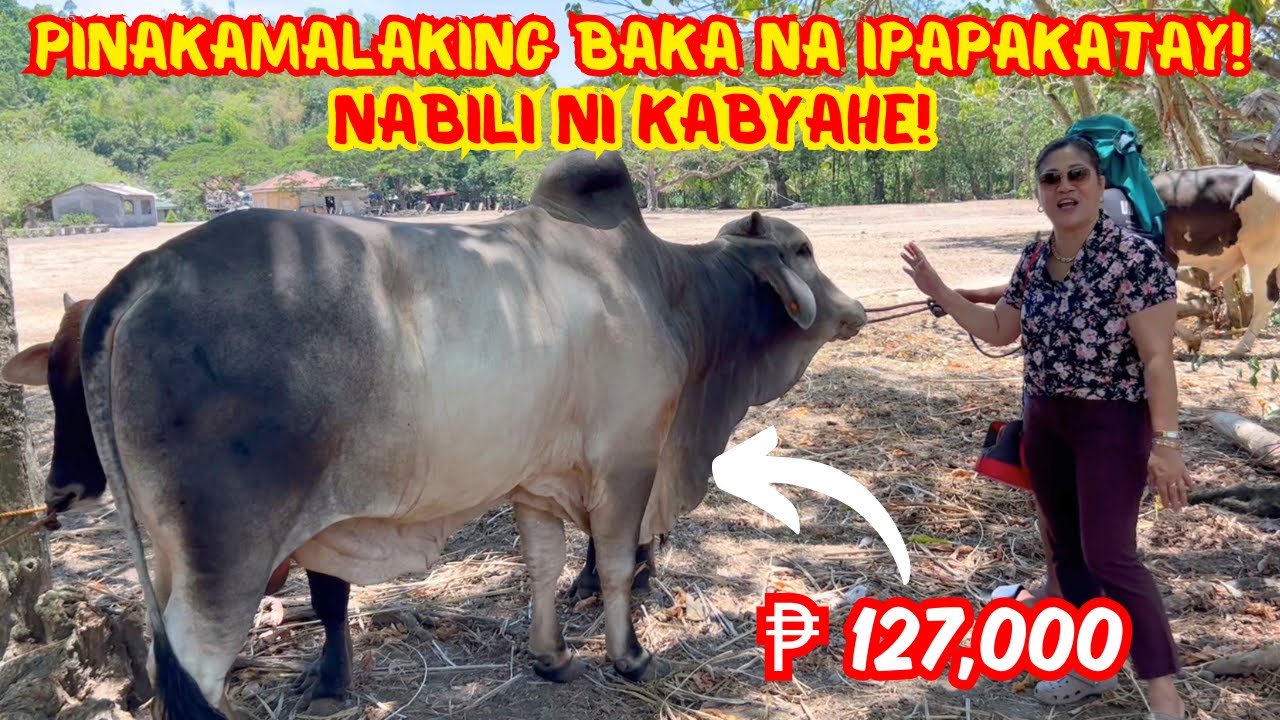PINAKAMALAKING BAKA NA IPAPAKATAY NAMIN! | NABILI NI KABYAHE NG ₱ 127,000 | SOLLE'S GANDANG BUHAY
