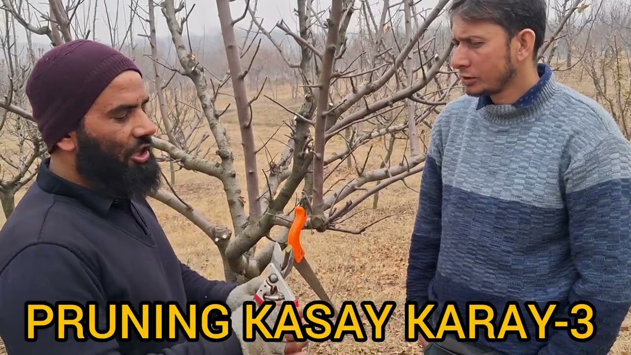 Pruning Kasay Karay || Pruning Basic Tips || Part -3