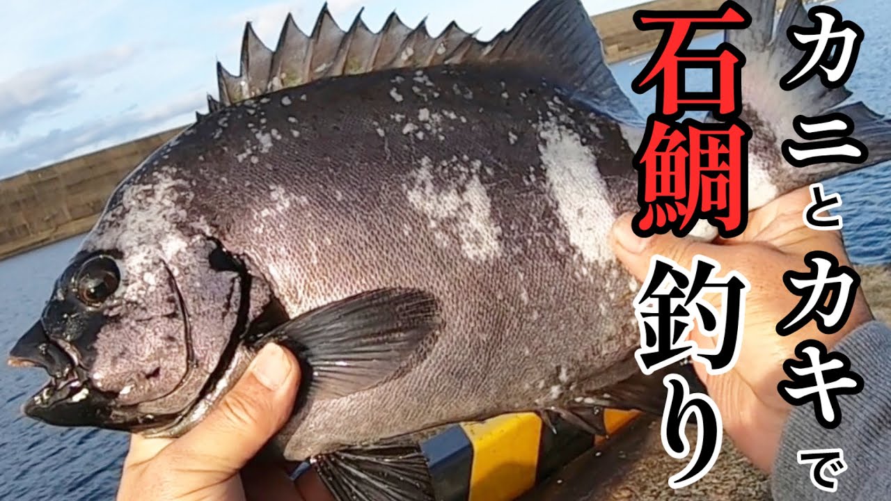 いつもの漁港で石鯛釣り！【かぶせ釣り】