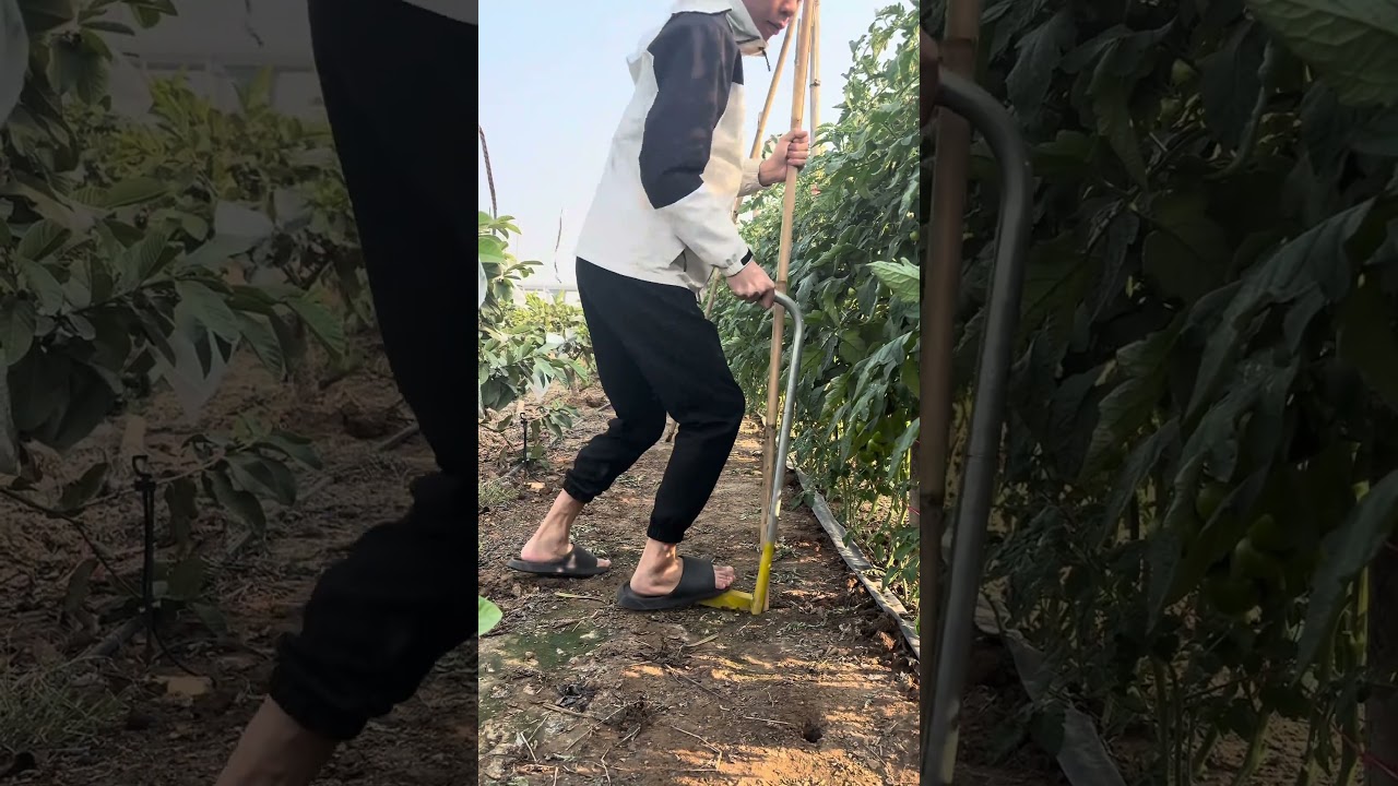 Smart Farming Hack! Installing Bamboo Stakes in Seconds Without Hammering 🎋🚜