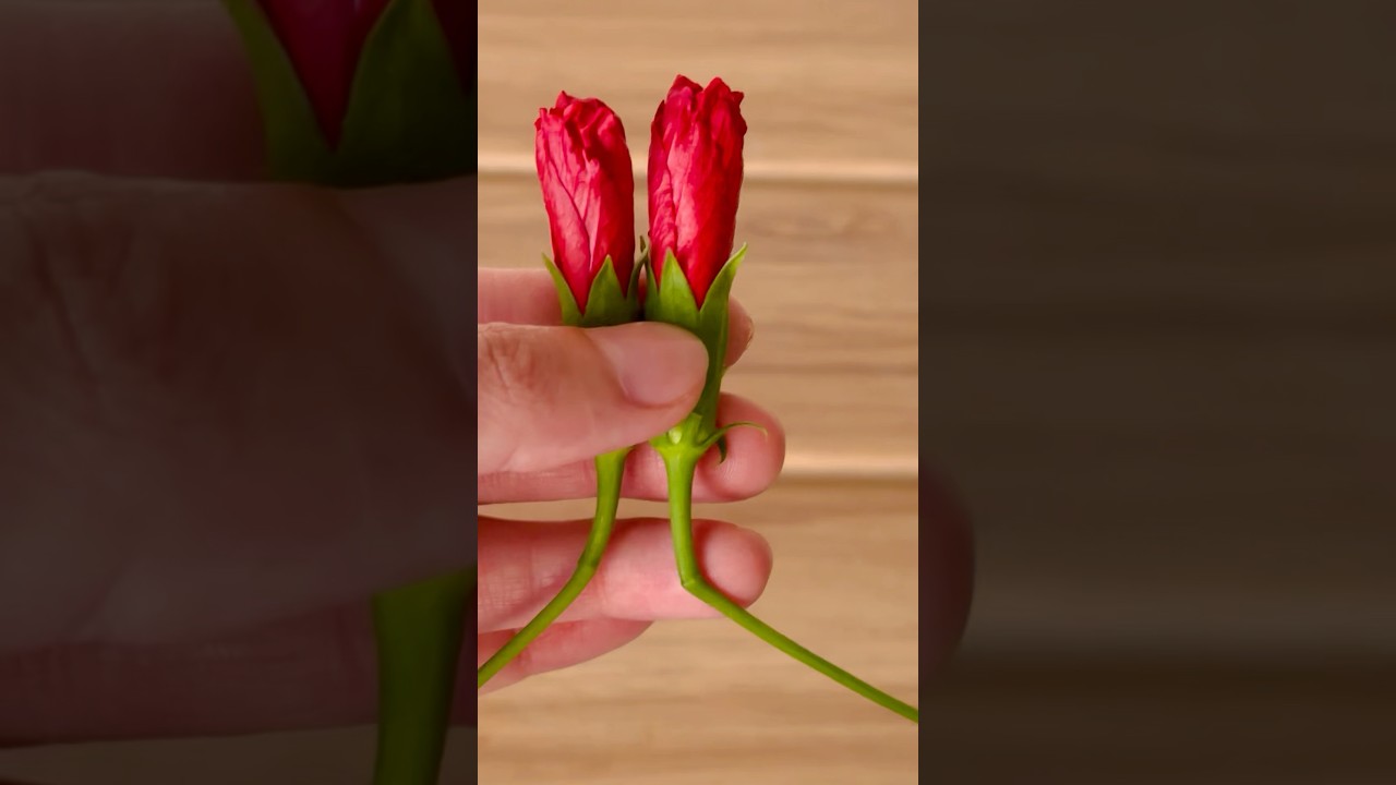 Hibiscus Buds Will Bloom If I Keep As It Is??|| #flowers #garden #experiment #hibiscus #plants #yt