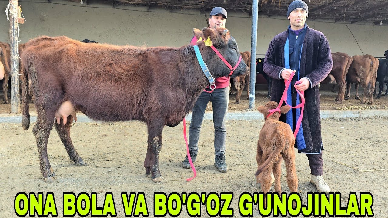 Razzoqjon akamizdan yangi partiya ona bola va bo'g'oz g'unojinlarni zo'rlari 6 февраля 2026 г.