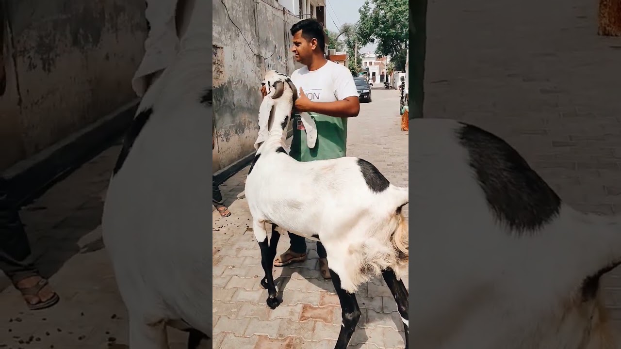 #shorte Punjabi Kala Dabba Khassi Bakra