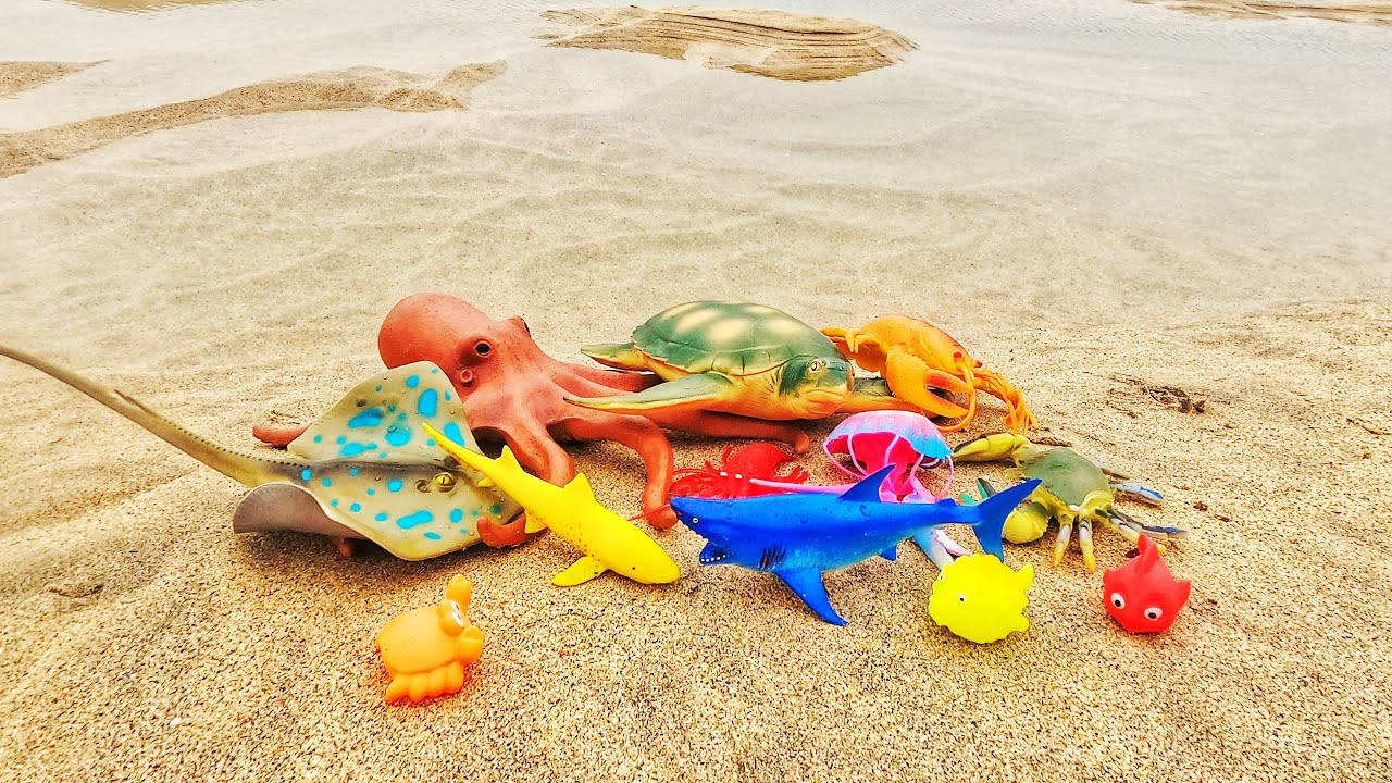 Learn sea creature names & facts for babies toddlers kids