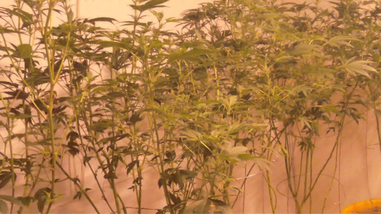 Before And After Sprayin and Thinnin And Some Harvest Bud Shot's HD
