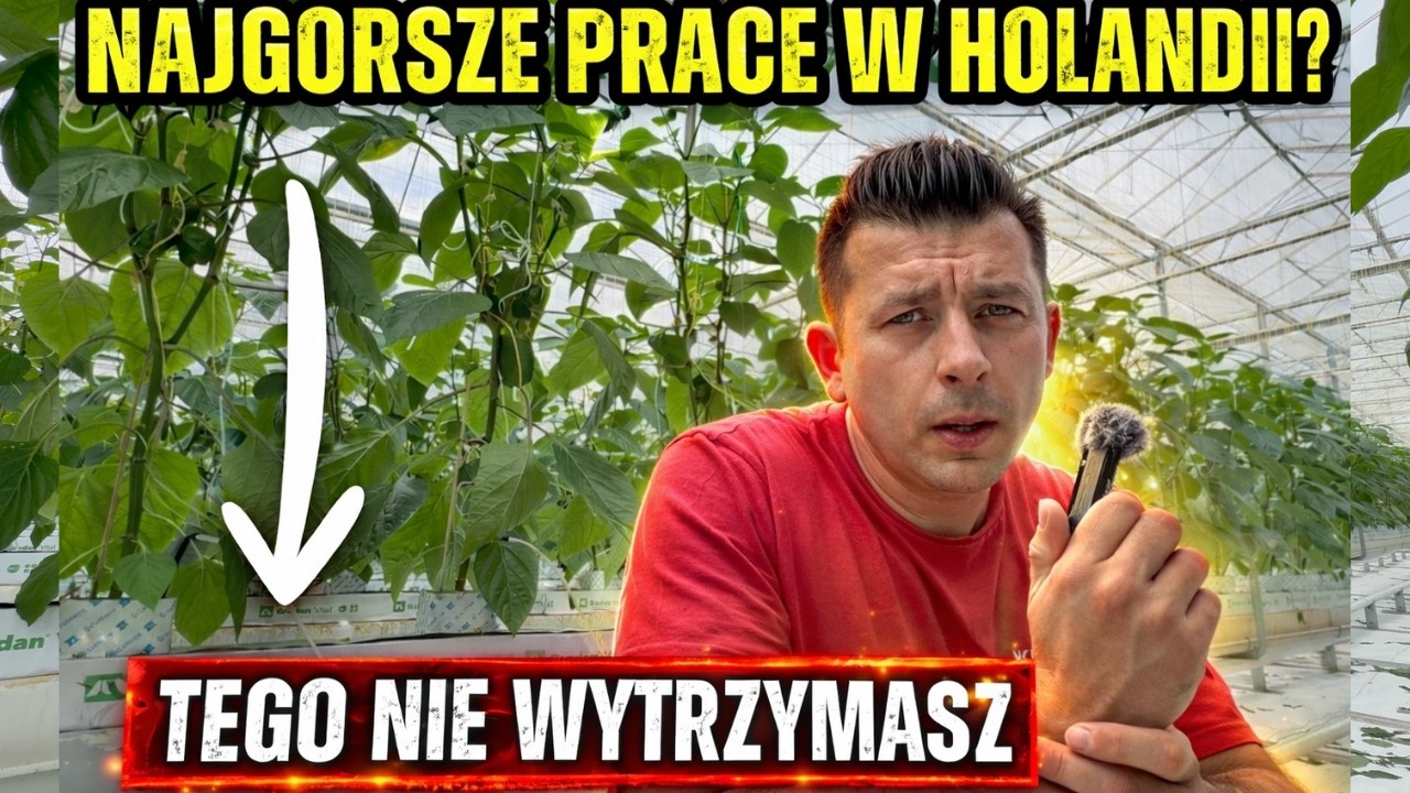 To są najgorsze prace w Holandii (zdaniem Polaków)