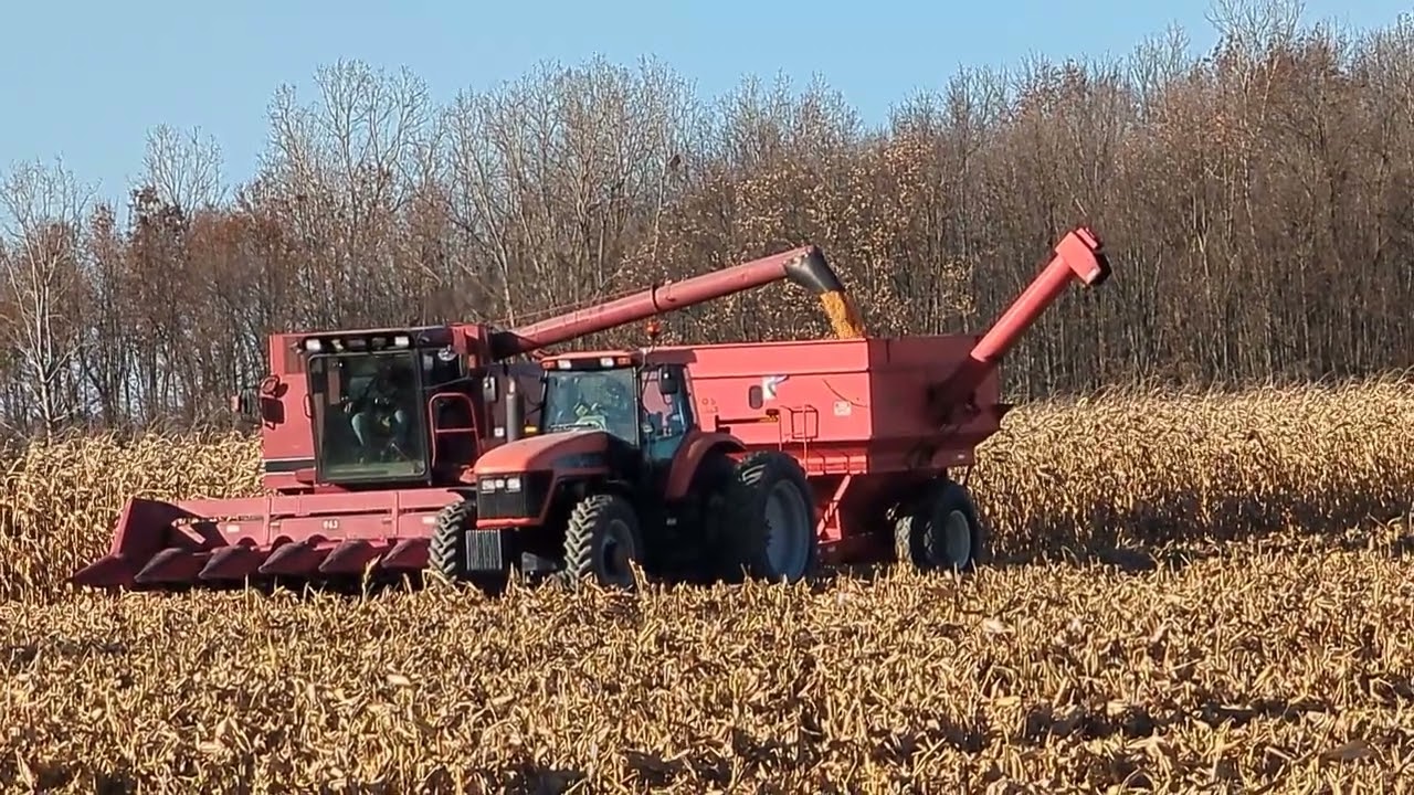 Not Many in the Wild - Case IH 1640 Axial Flow - Kill Brothers - Corn Harvest 2023 #harvestchaser 4K