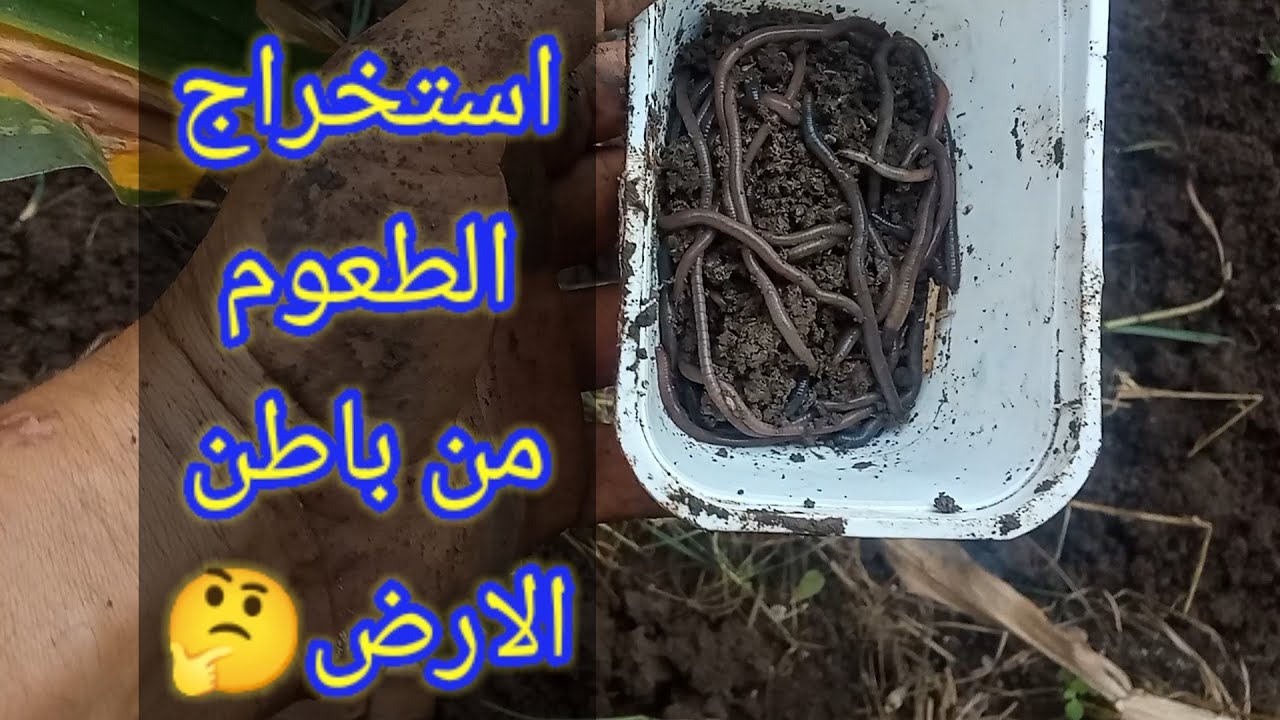 استخراج الطعم (دود الارض) من الارض بكميات (👌الطعم الزفر)