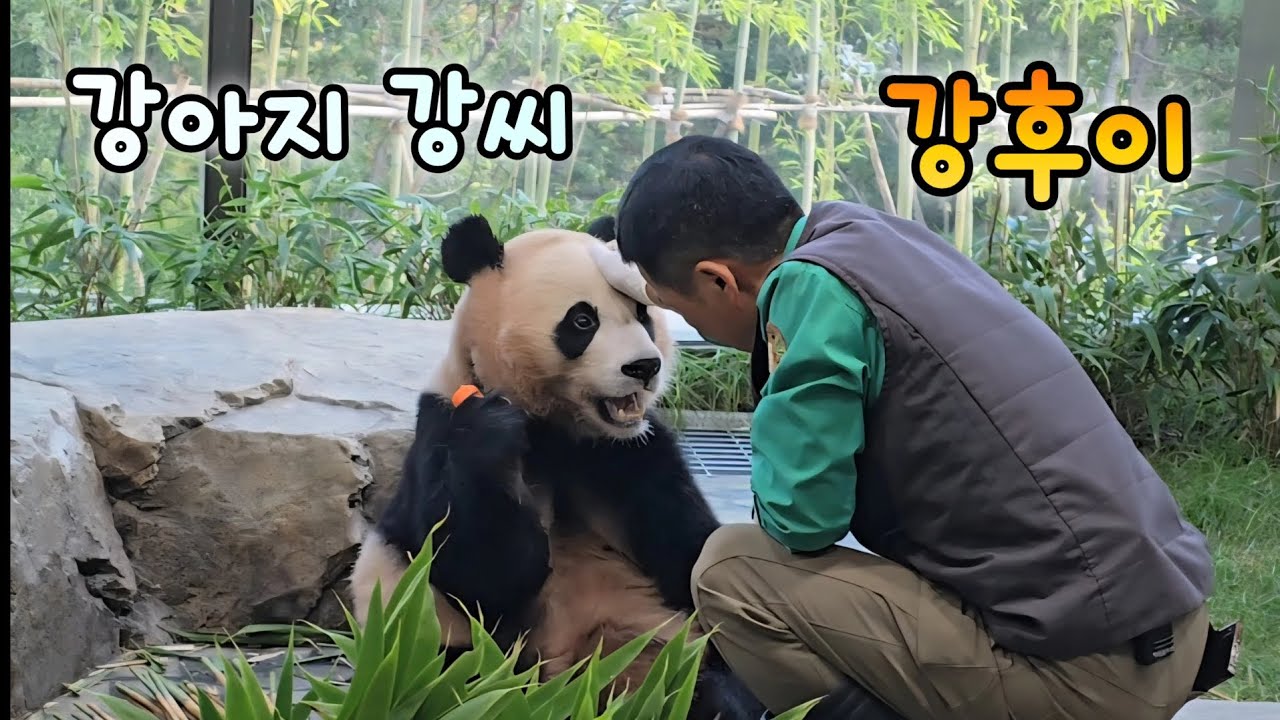 할부지 강씨 강후이가 아니었어?💕강할부지와 강루이 강후이가 담긴 하루💜💓25.10.24 Rui Hui in Second house 
