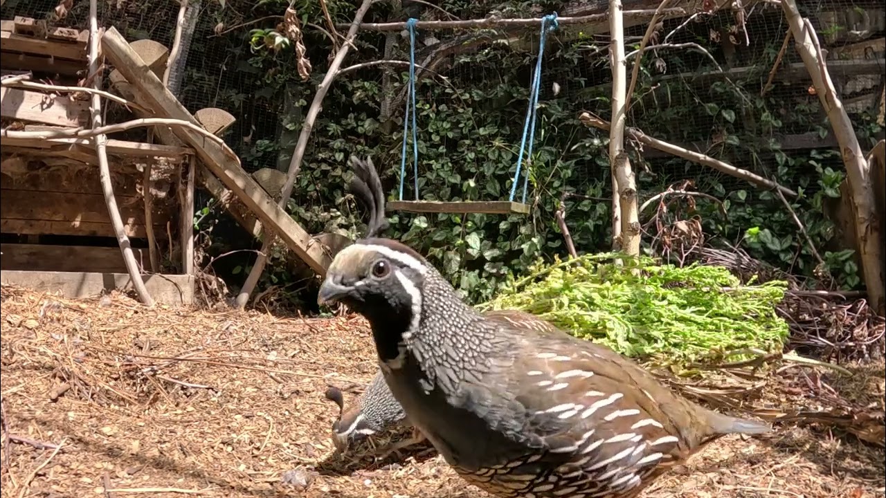 California Quail showing off their camouflage