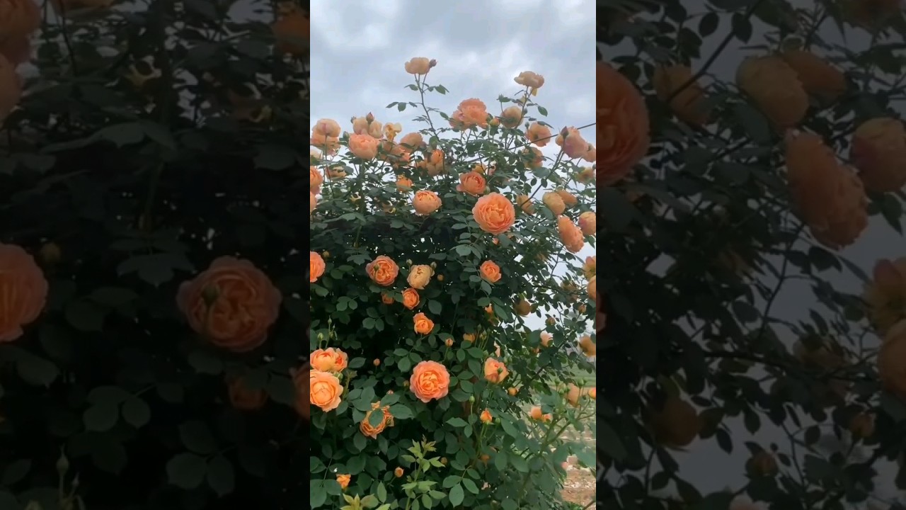 Pat Austin Roses.🌹| #roseflowers #flowergarden #rosegarden #satisfying