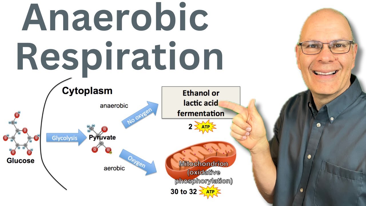 Anaerobic Respiration: Energy without Oxygen!