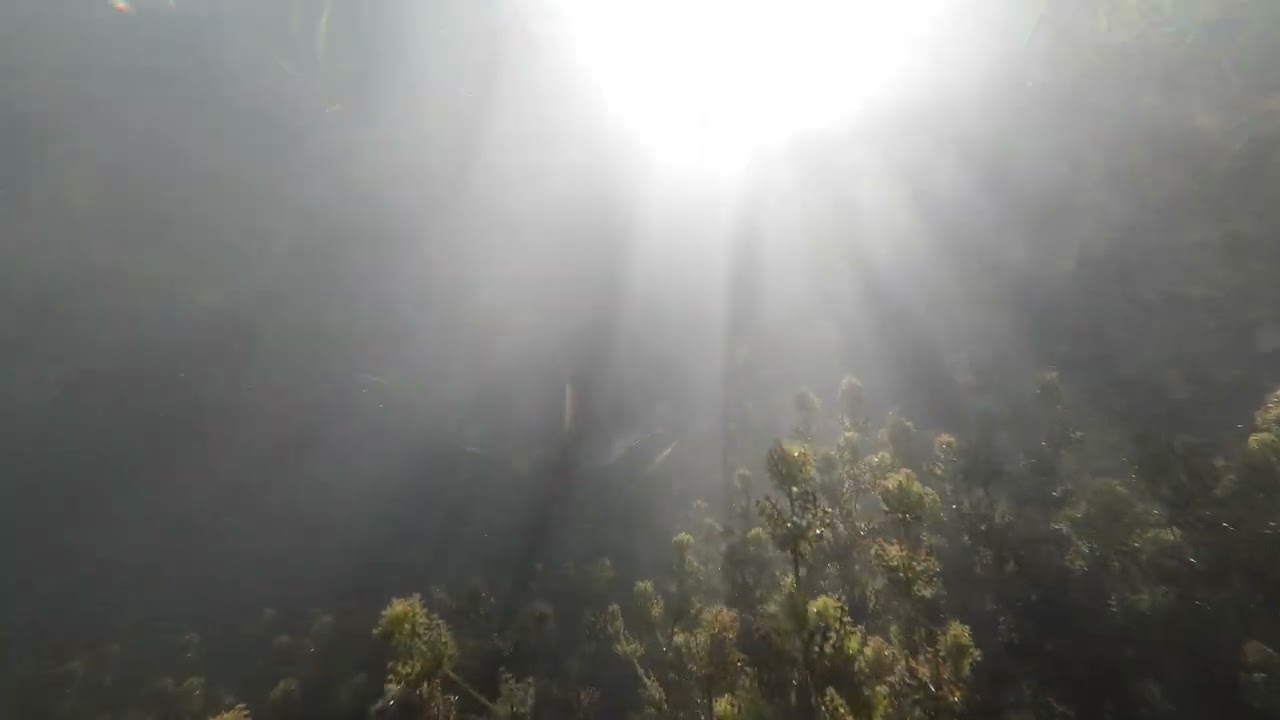 William Orbit - Water from a Vine Leaf (4K)