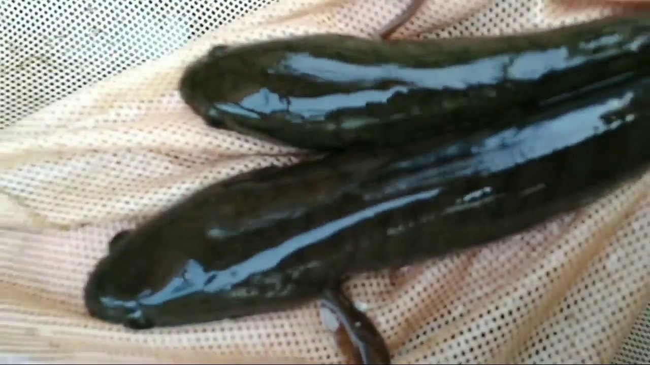 Cara membedakan ikan gabus jantan dan betina