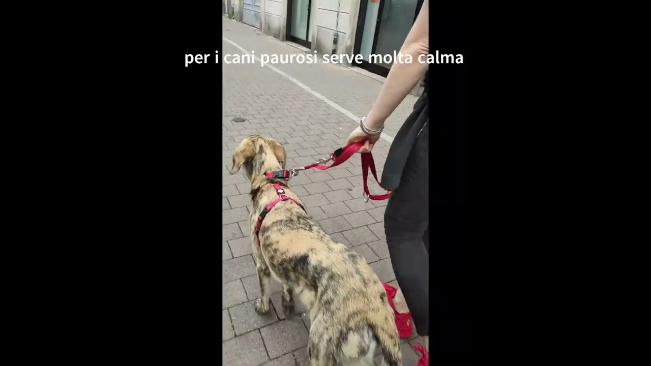 cane pauroso