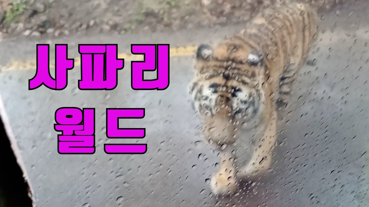 (에버랜드) 사파리월드