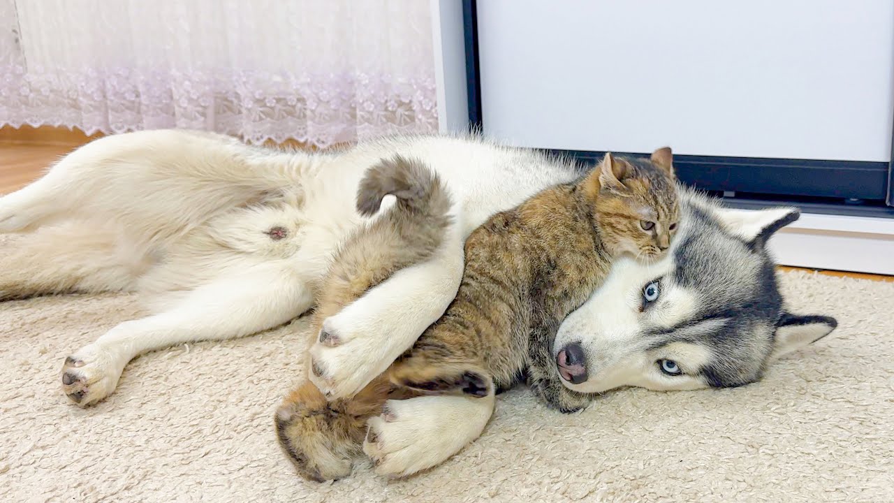Giant Husky’s Priceless Reaction to a Cat Hug… But Then This Happens!