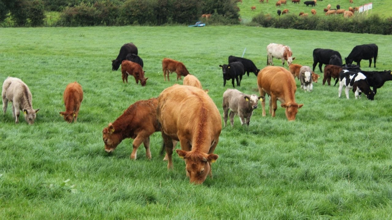 Better Farms Beef Challenge NI - Getting Cattle Out To Grass